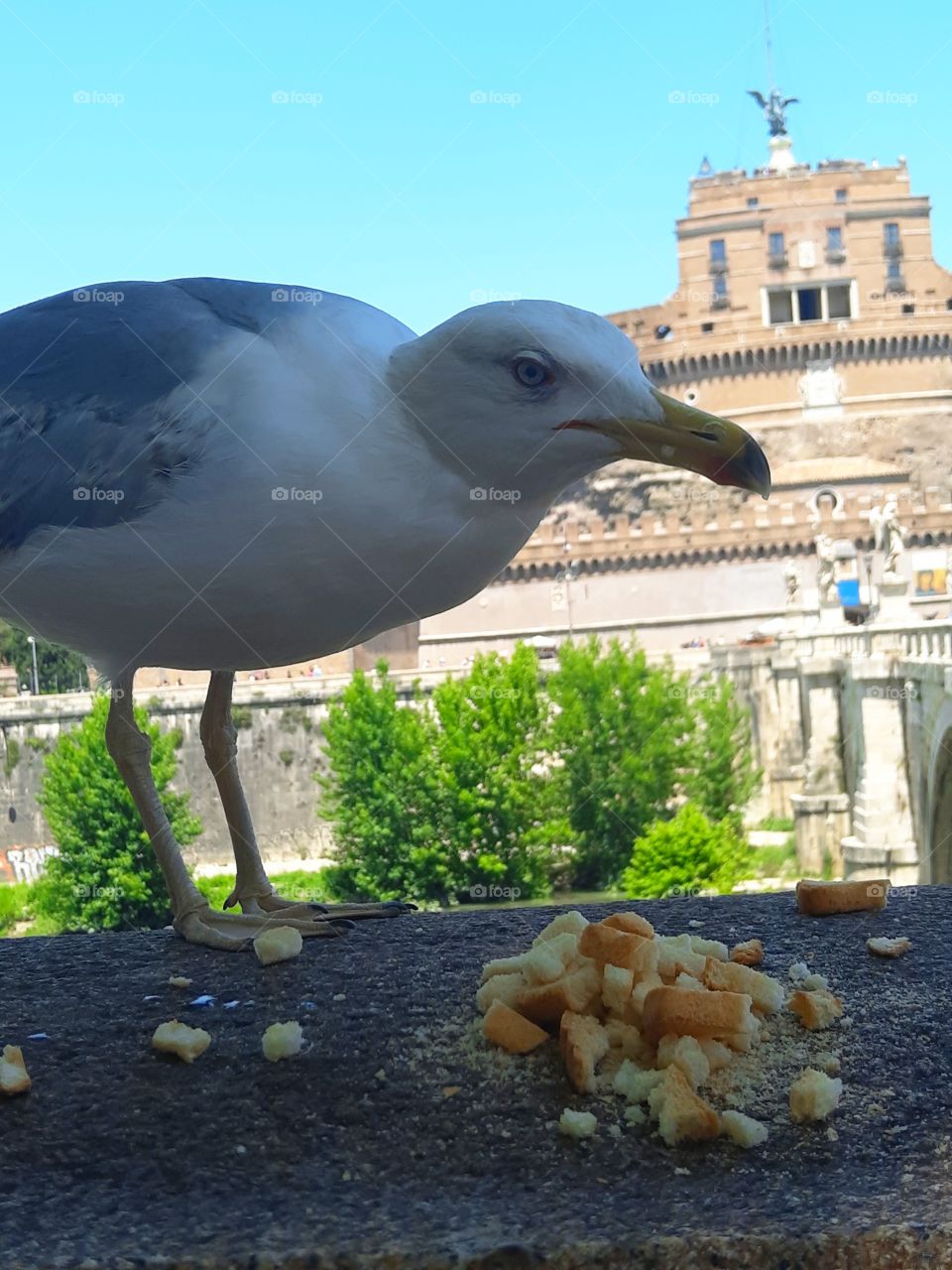 A plump seagull eating some treat