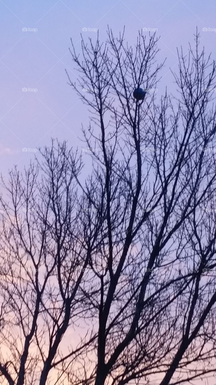 ball in the tree