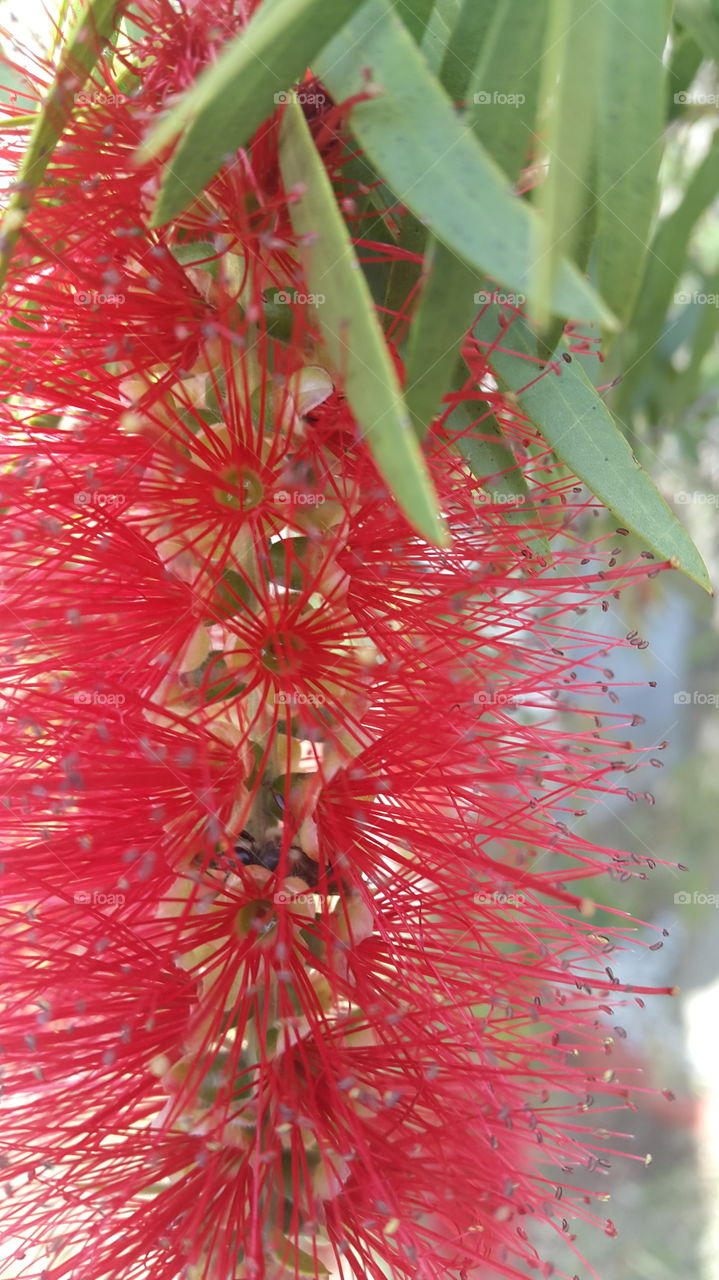 Close up details of the bottle brush flowers with its bright red bristles.