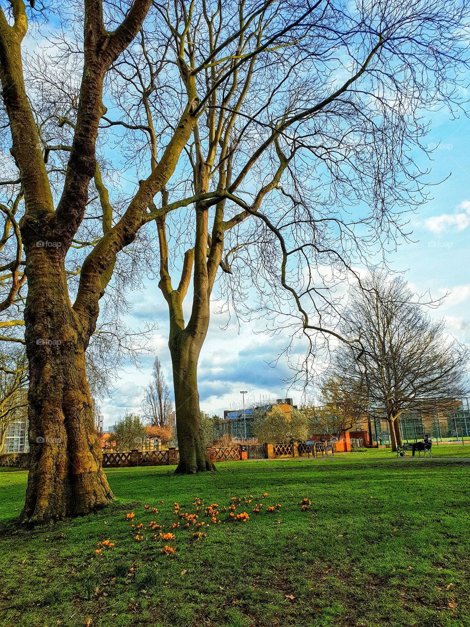 Bare Trees, Fall Leaves