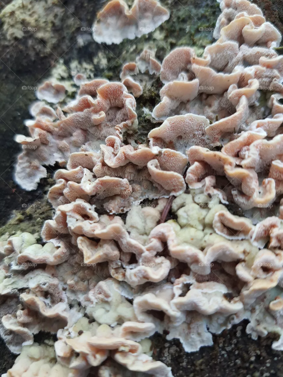 mashrooms