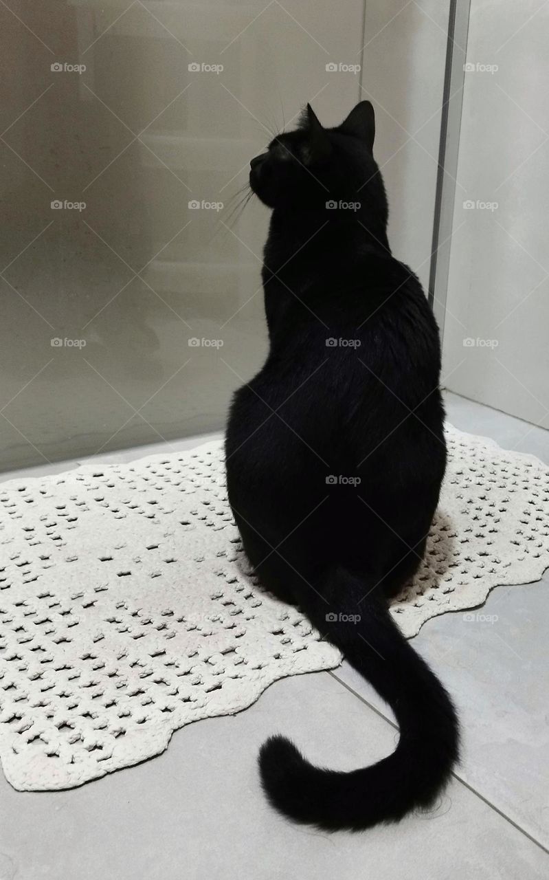 "Mirror, mirror, is there any cat cuter than me?" No! Of course!
Black cat observing its beauty in the reflection of the bathroom stall.