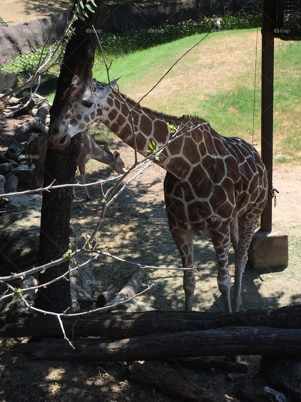 Who you looking at? Giraffe at zoo 