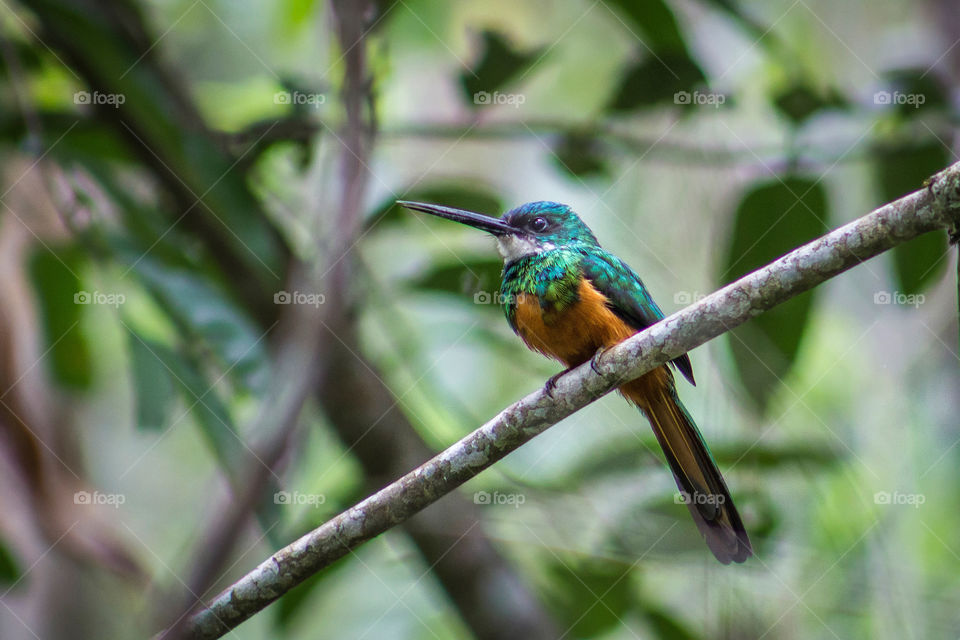 Colorful bird