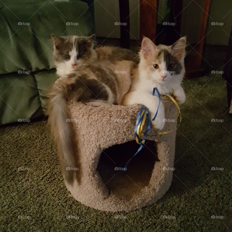Kitten Sisters