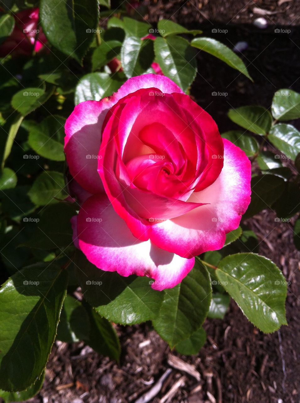 Pink rose close up