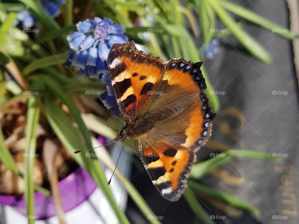 butterfly in springtime