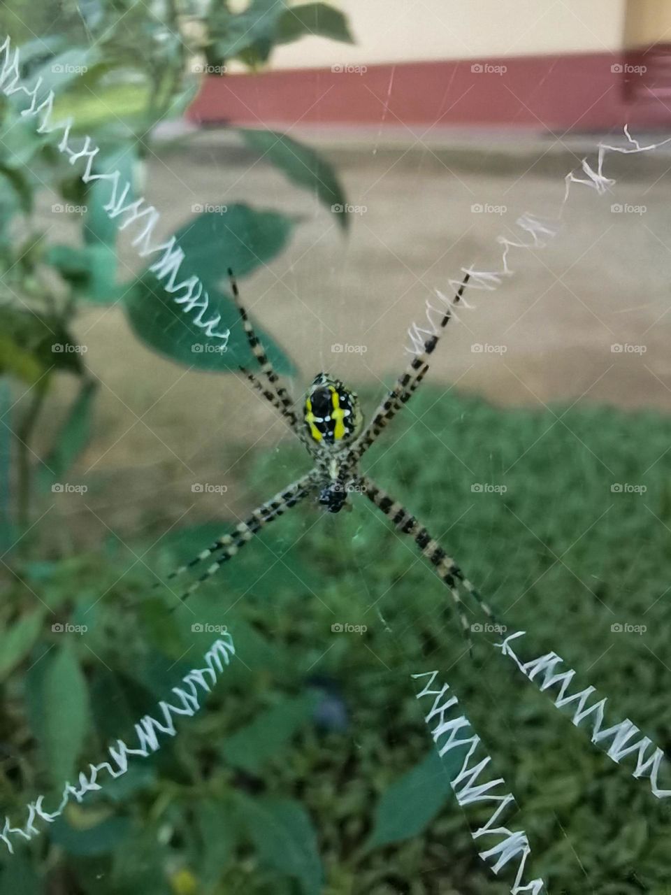 Spider with the net,