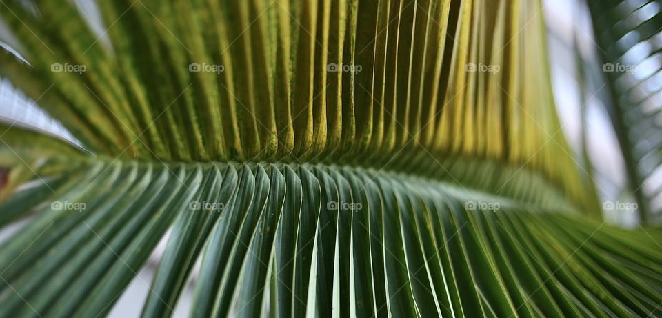 Leaf of palm