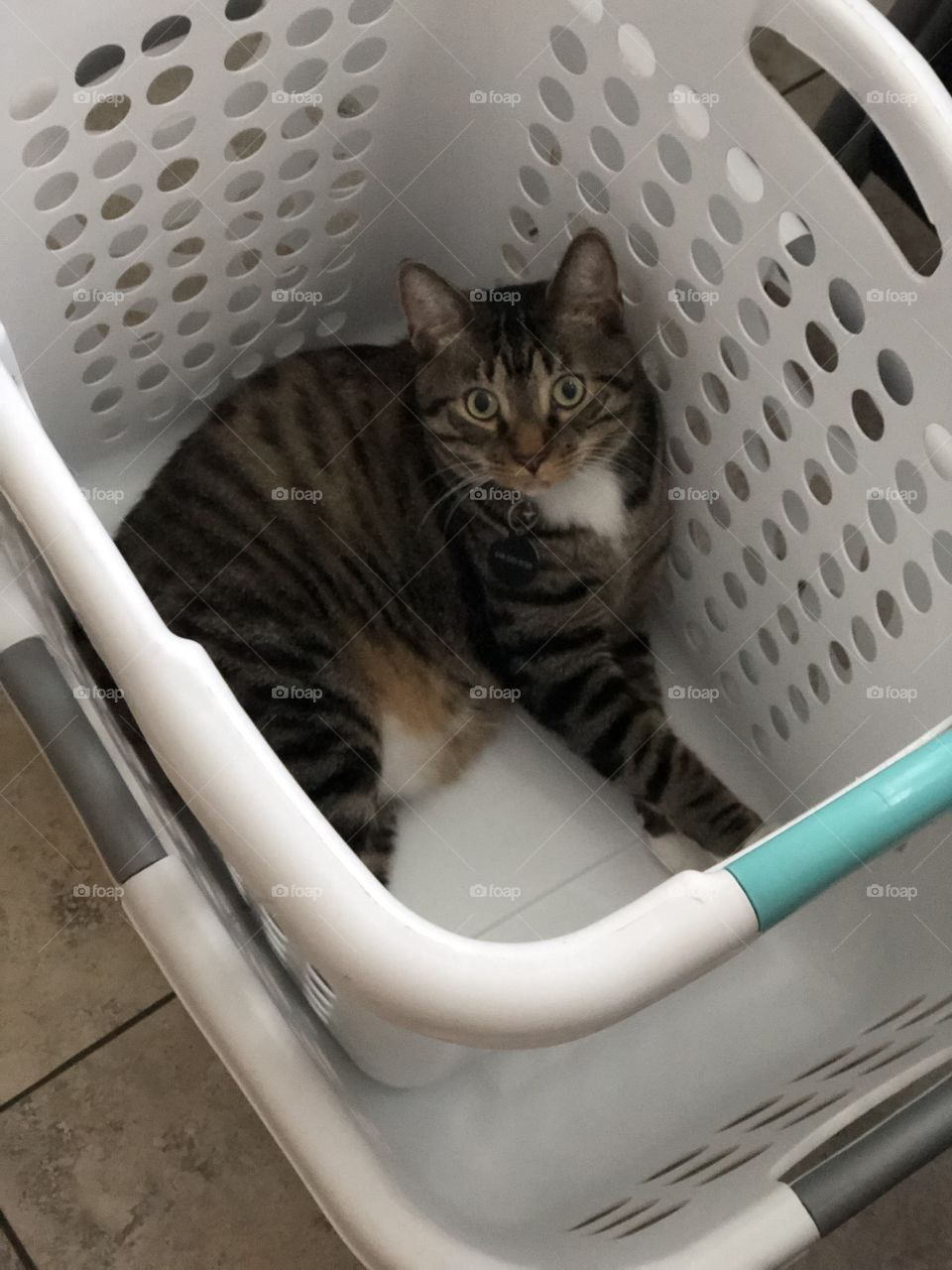 Max the Manx loves baskets 🧺