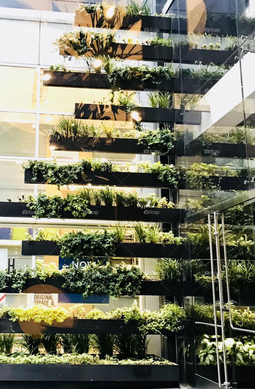 Vertical garden? City life. 