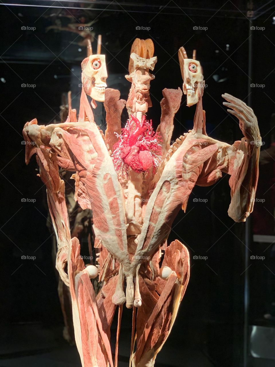 Museum of Science exhibit. Man split into pieces to show his heart.