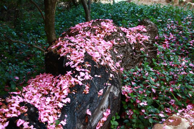pink petals on tree trunk