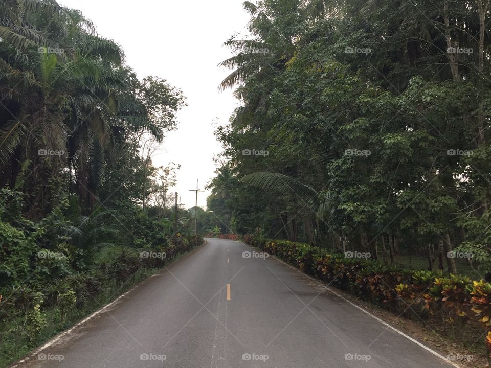 Road, Tree, Landscape, Guidance, Travel