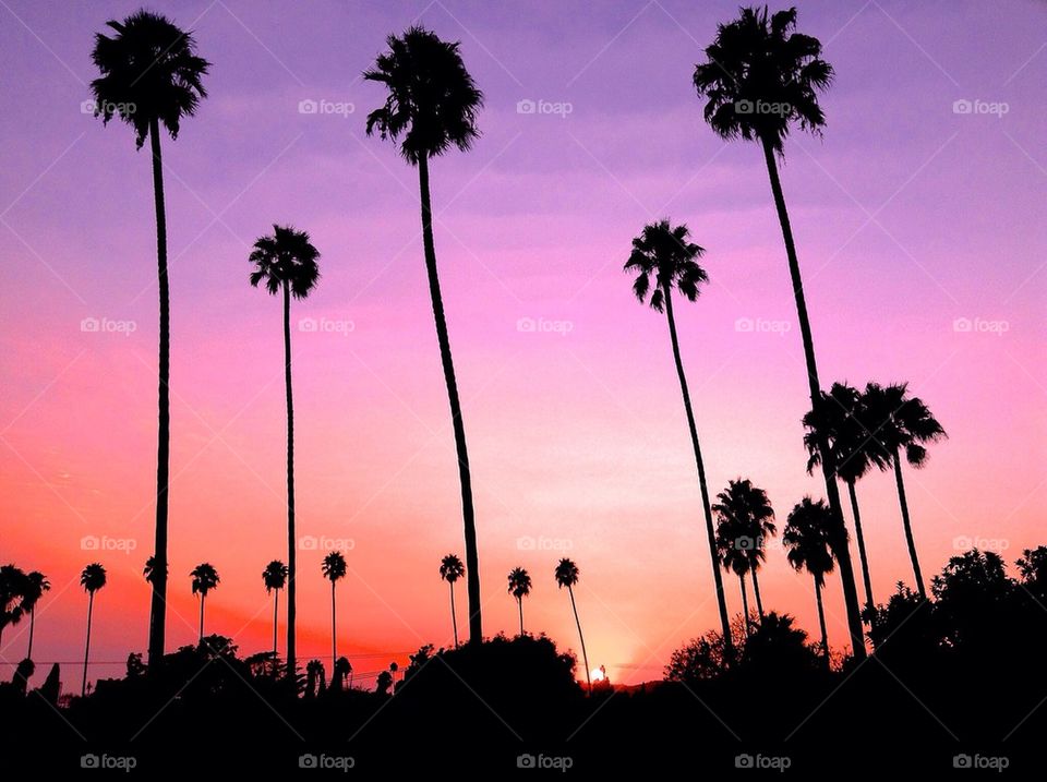 Hollywood Sunset