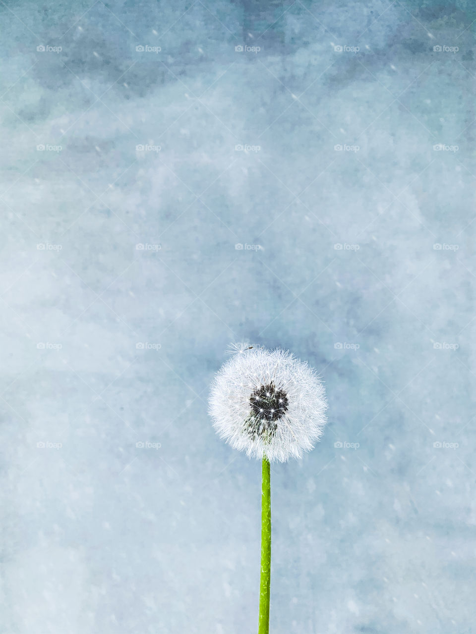 Lonely dandelion flower portrait 