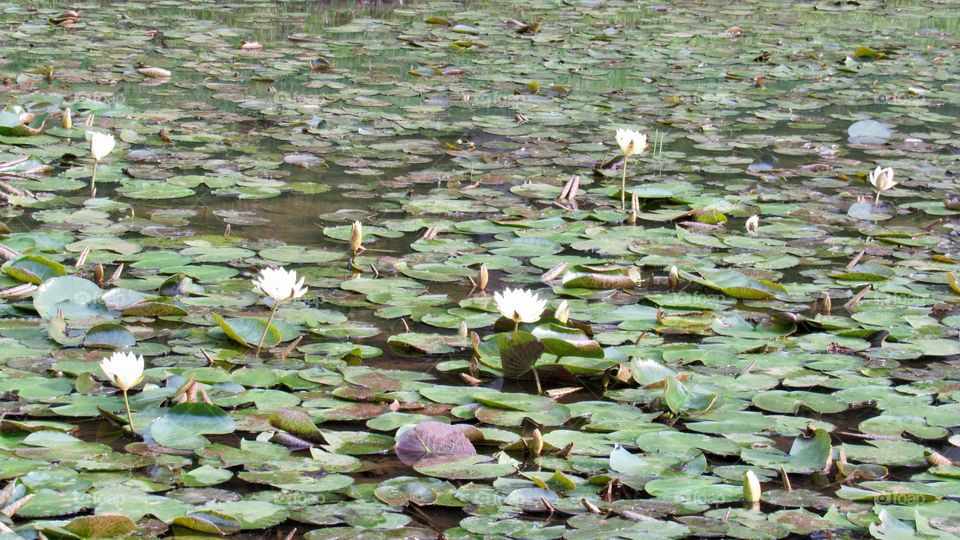 Lotus Flower Lake