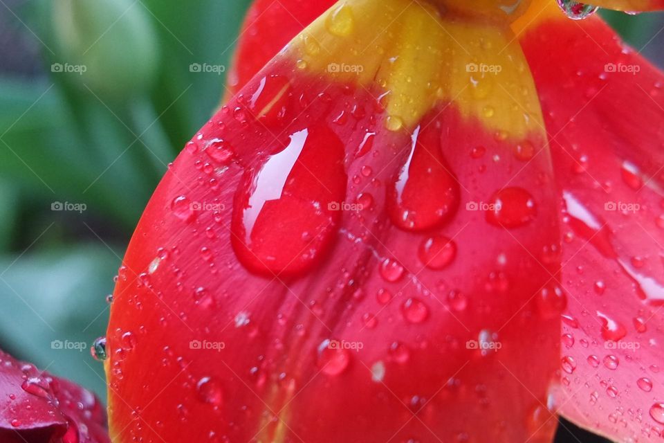 A large red droplet, resting on a tulip on a cold winters day.
