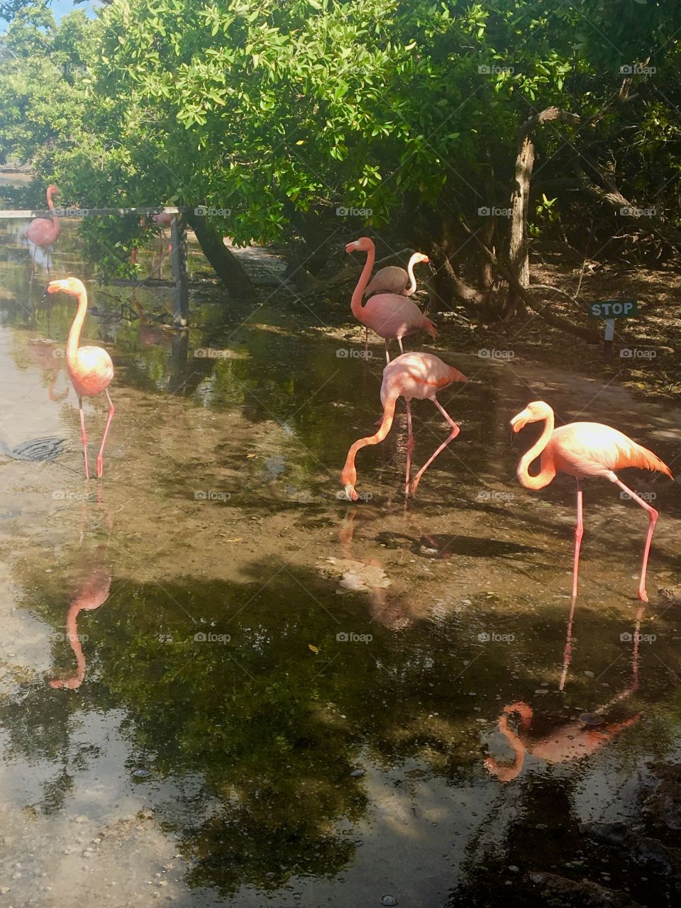 A flock of bright pink flamingoes are feeding on the edge of a shallow lake. 