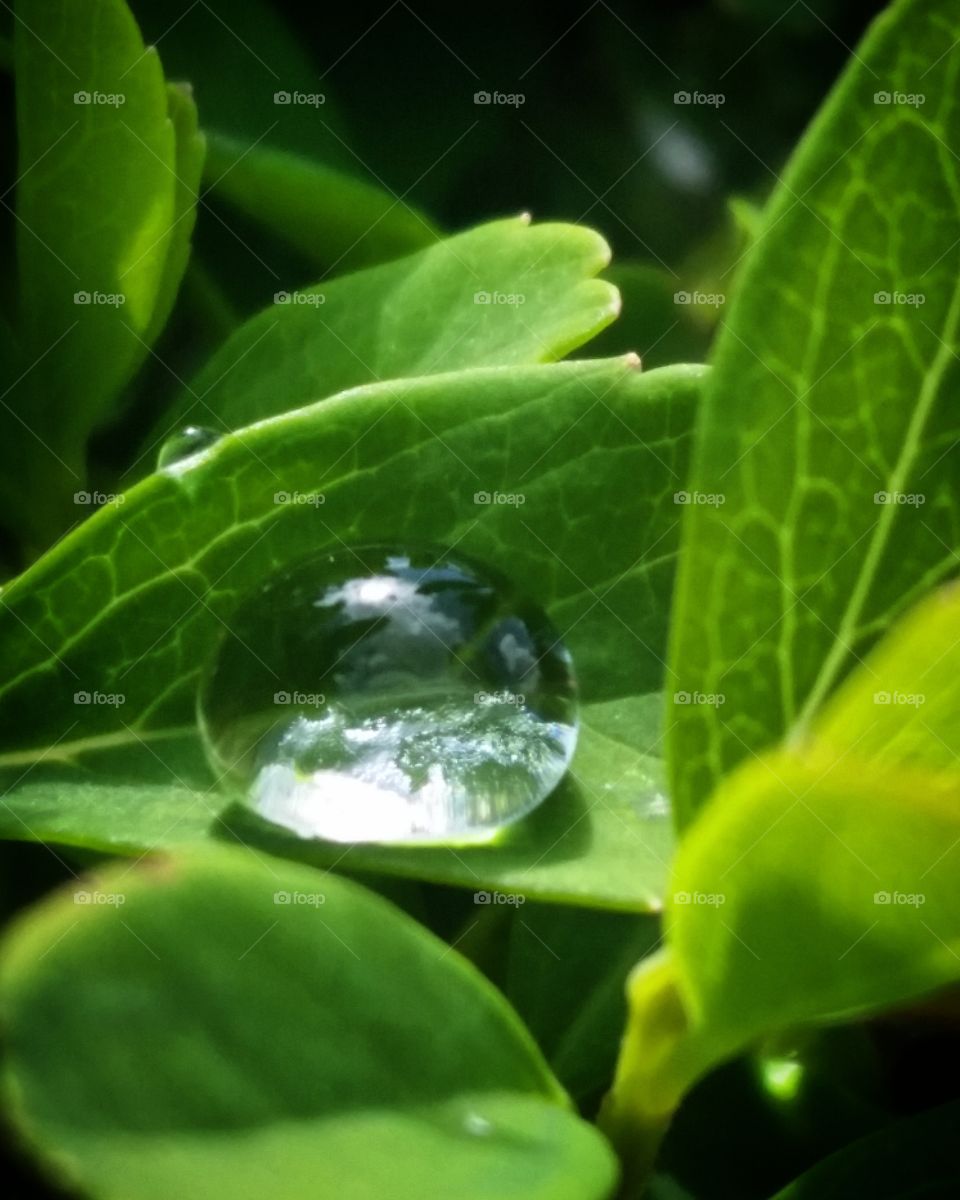 here we have close up of the rain drop landing on the green leafs