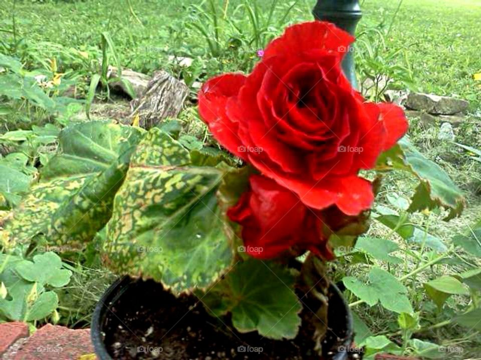 Blooming red rose