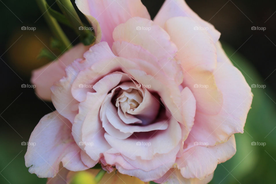 pink rose close up close-up by jennifer8929