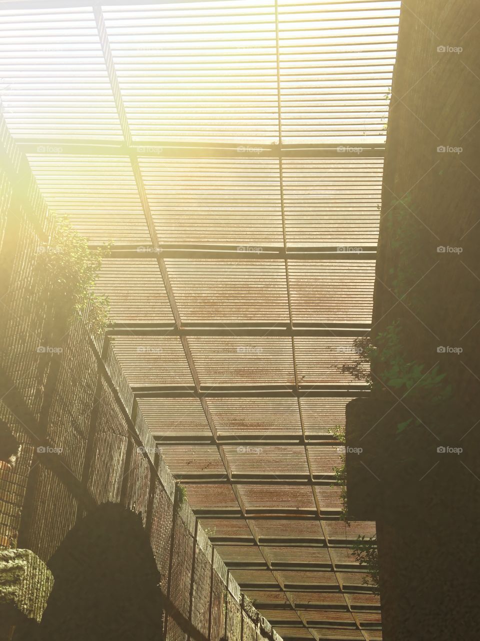 Light coming through grates into an underground overgrown tunnel in Italy 