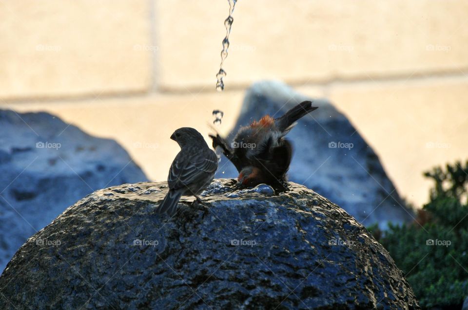 Bathing birds