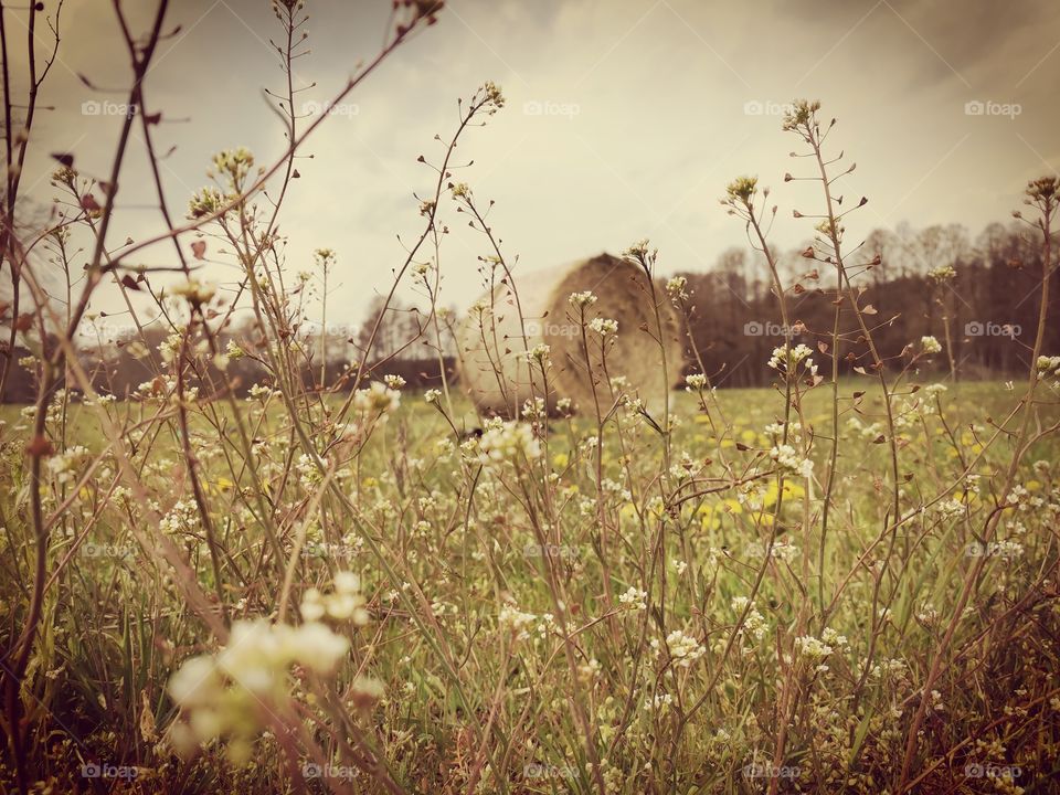 Bale of hay on a meadow with flowers in the foreground