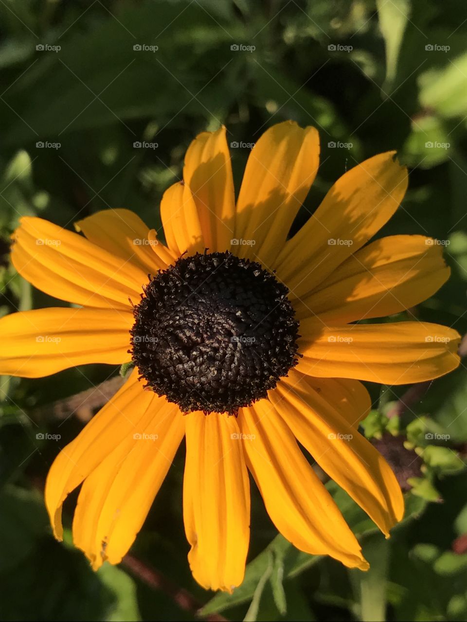 Beautiful flower growing at the medical campus