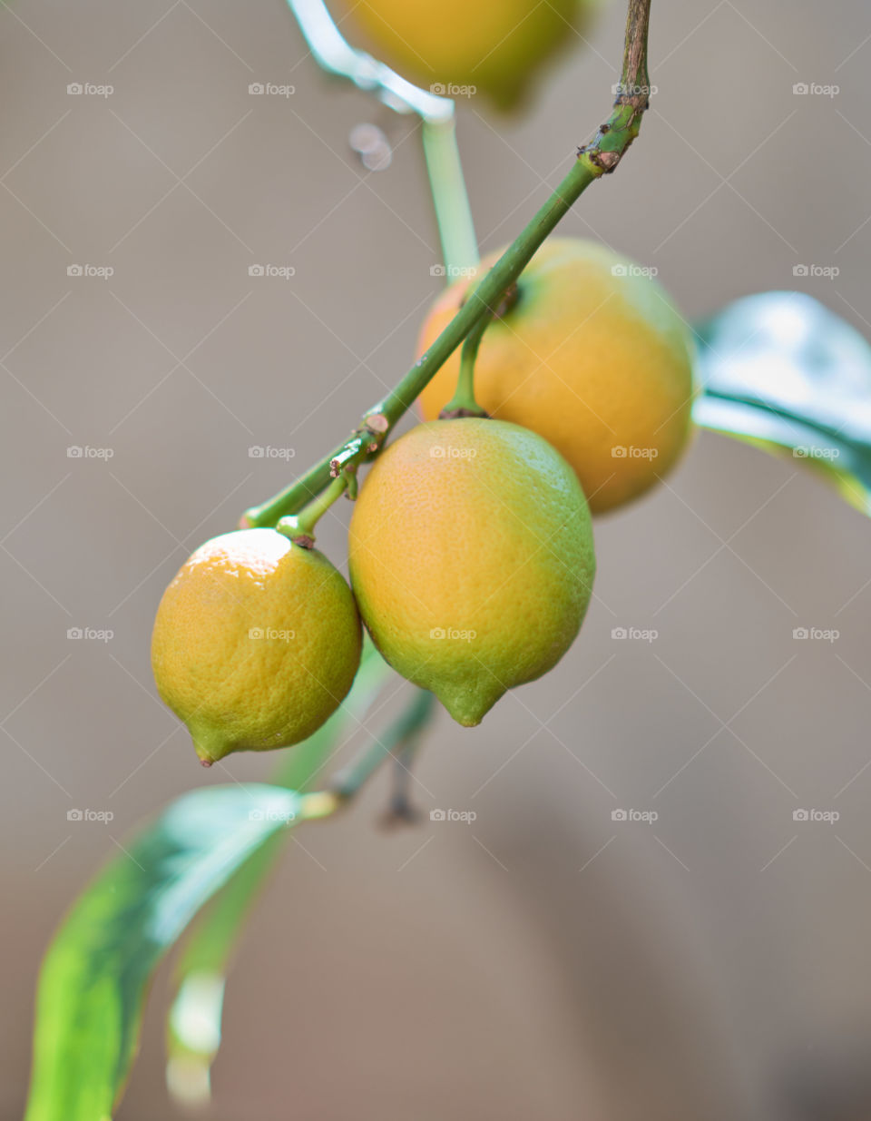 Lemon on tree