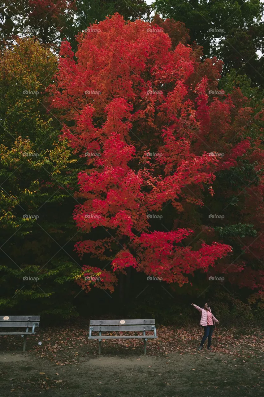 Beautiful fall colors on display