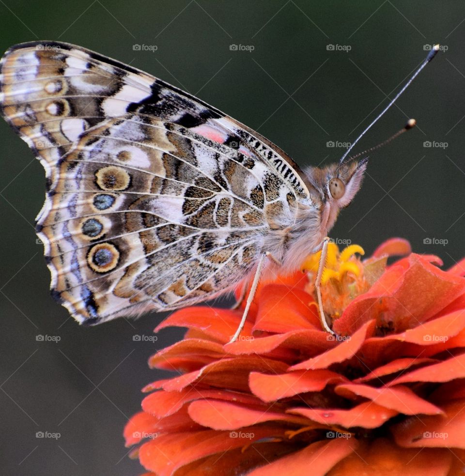 Butterfly Painted Lady