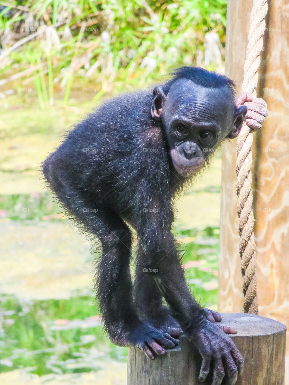 Baby monkey on tree stump