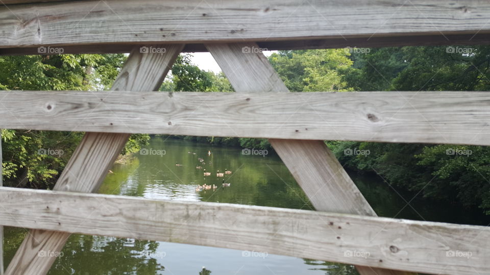 Ducks on a Pond Seen Through a Railing