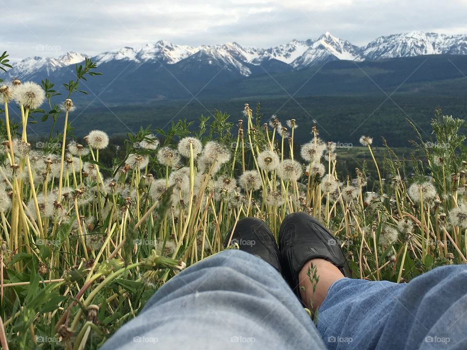My point of view; lying down in a beautiful alpine meadow filled with fluffy dandelions and wildflower and grasses, overlooking the beautiful and majestic snow capped peaks of the Canadian Rocky Mountains; 