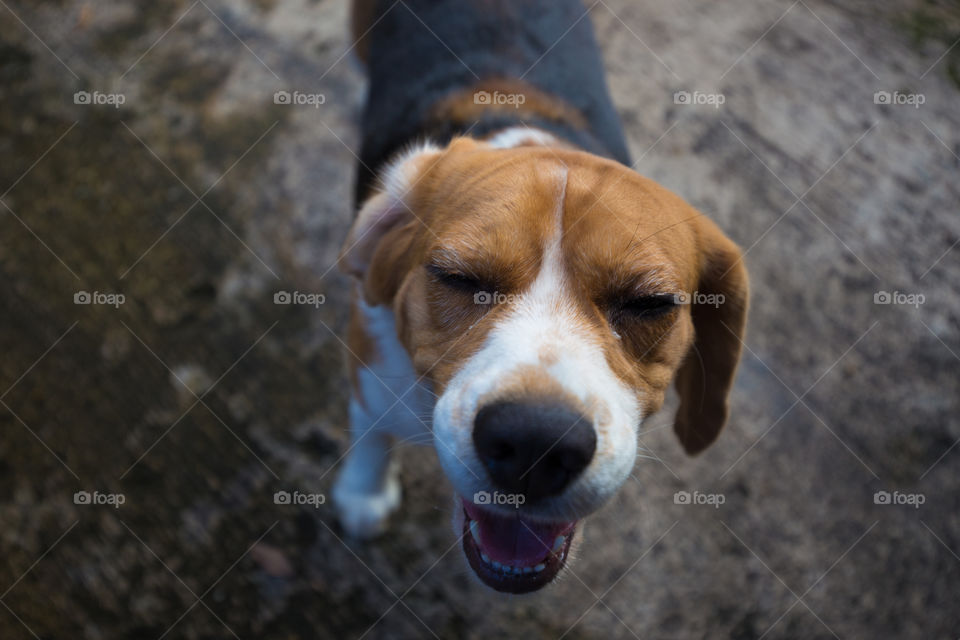 Cute beagle dog looking for something 