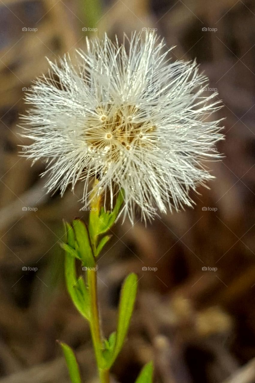 Nature, Flora, Flower, Outdoors, Closeup