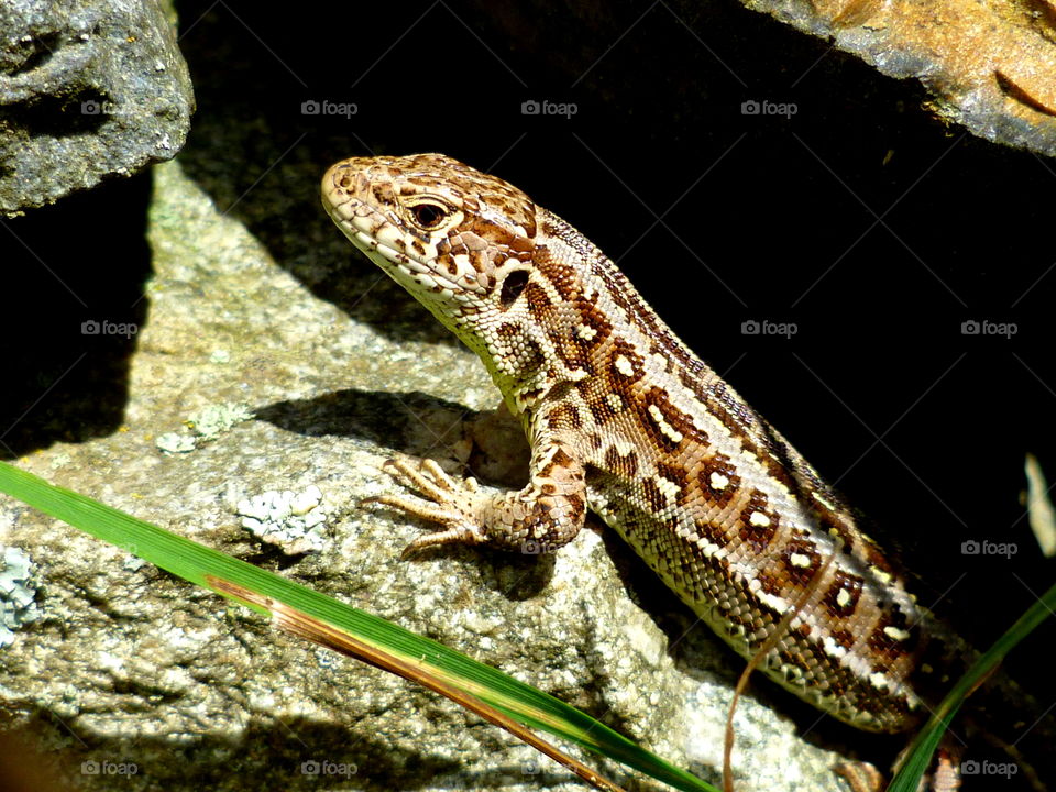 Sand lizard is sitting on the stone and has sunbathing