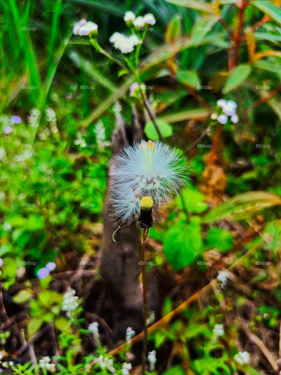 Gynura
crepidioides or Sintrong flower
also called ebolo, thickhead, redflower ragleaf,
or fireweed
(Crassocephalum
crepidioides) grow
wild in the garden