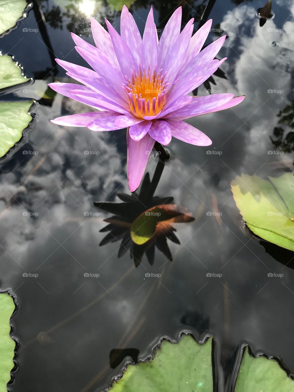 Perfect lotus flower with its reflect