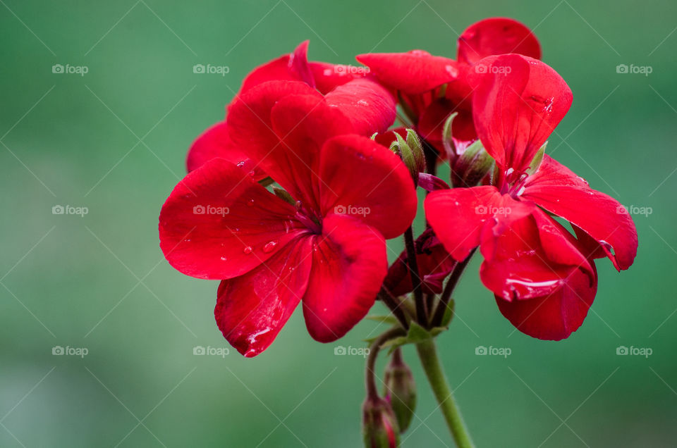 red. early morning shot still were from the night rain