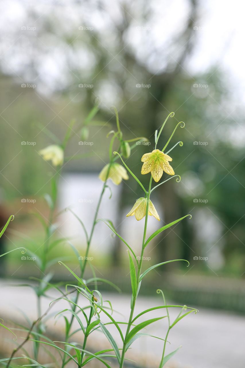 浙贝母花