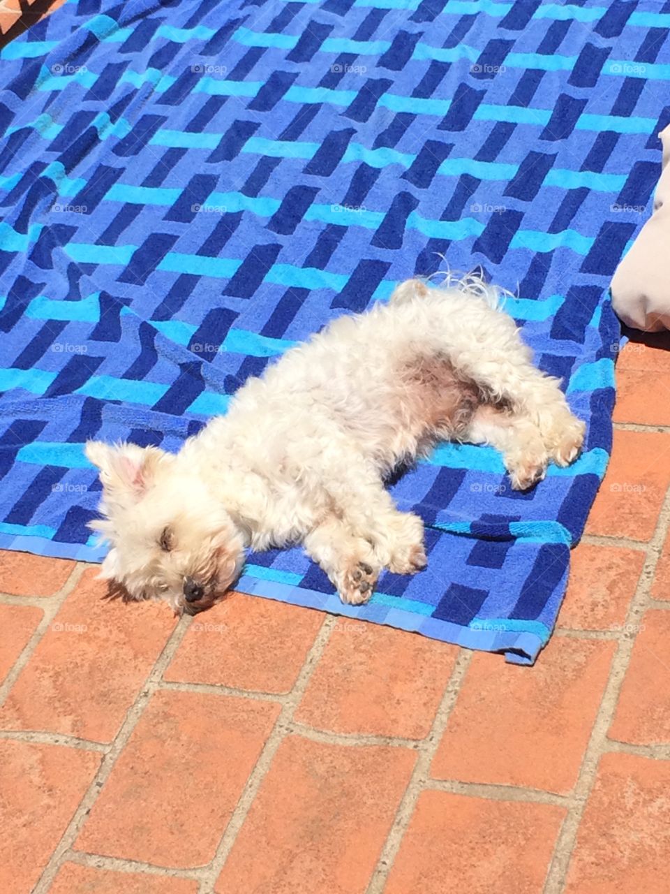 Puppy suntanning