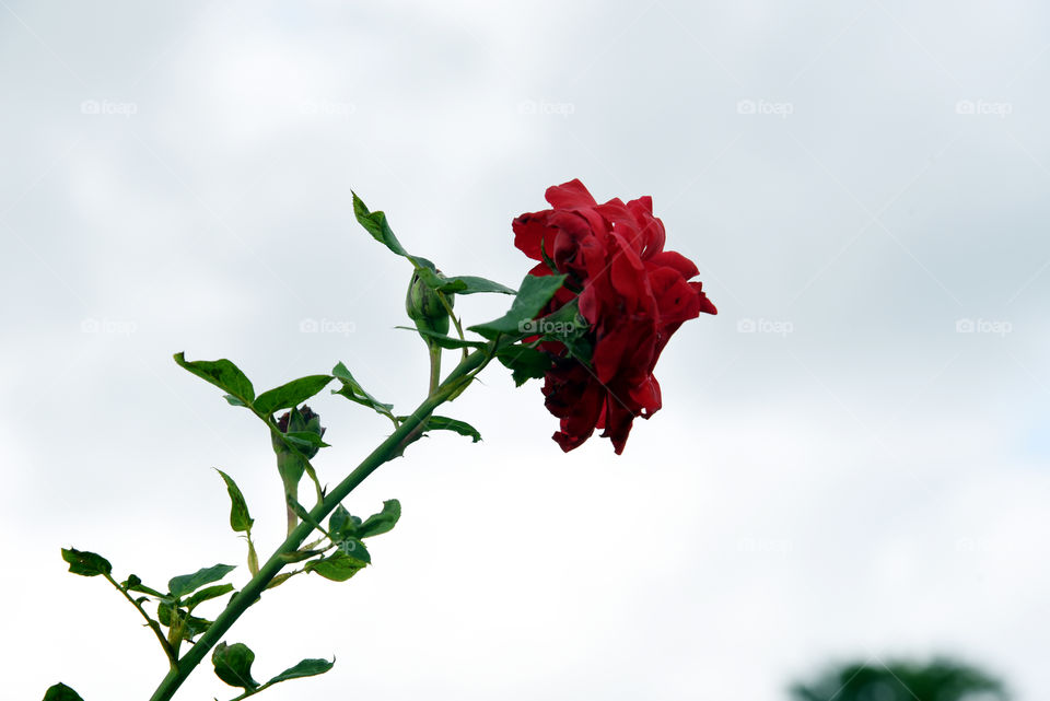 a flower looking so beautiful