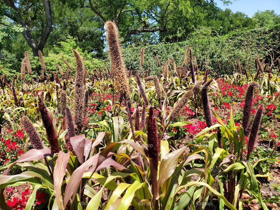 Dallas Arboretum Colorful Flowers