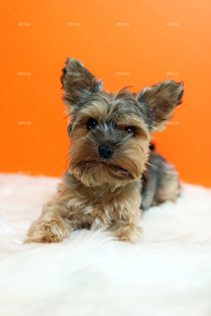 Yorkie Dog