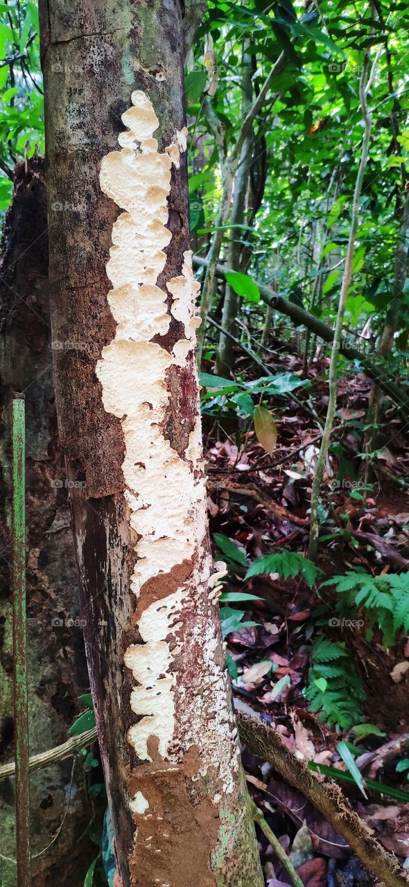 White Fungus appeared on tree's skin due to specific condition. This created different contrast to normal tree's skin.