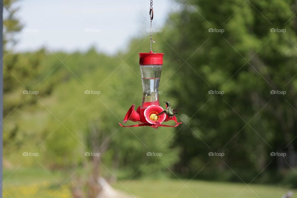 Hummingbird 