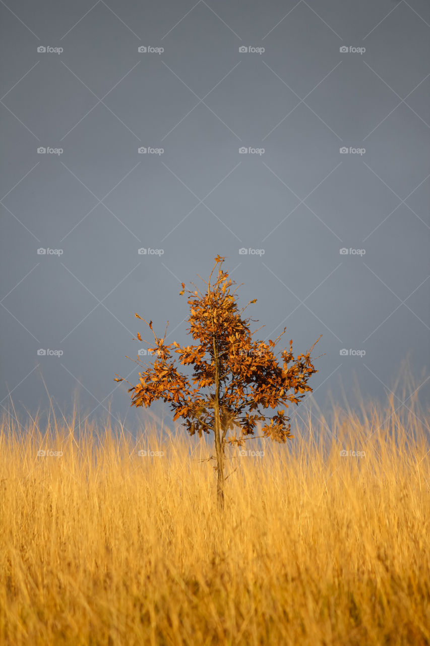 Lone tree during autumn